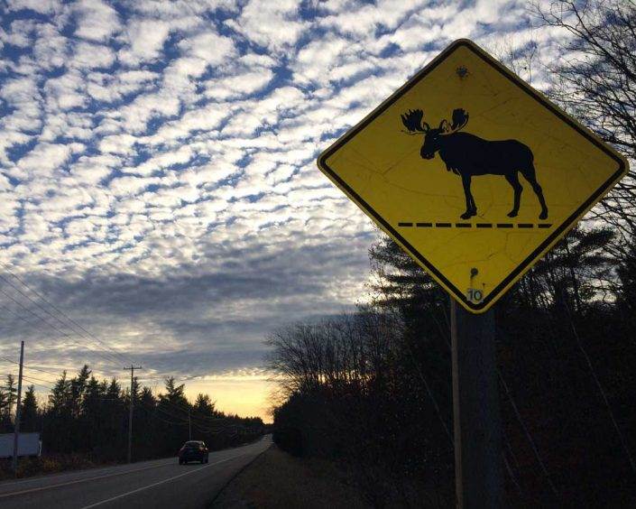 Moose on the highway in Maine